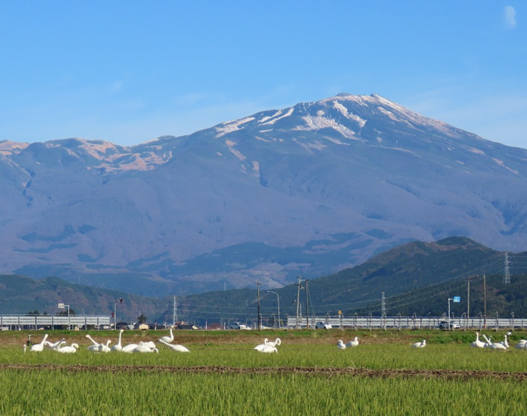 酒田
